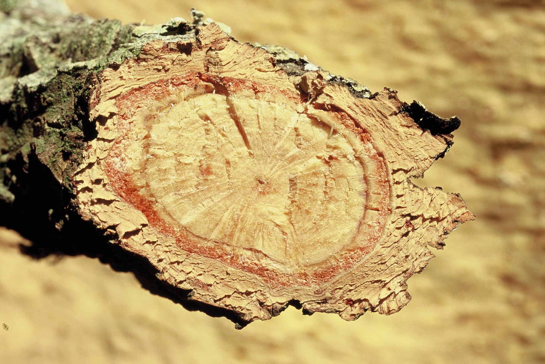 Querschnitt mit Korkrinde, Kambium, Kern