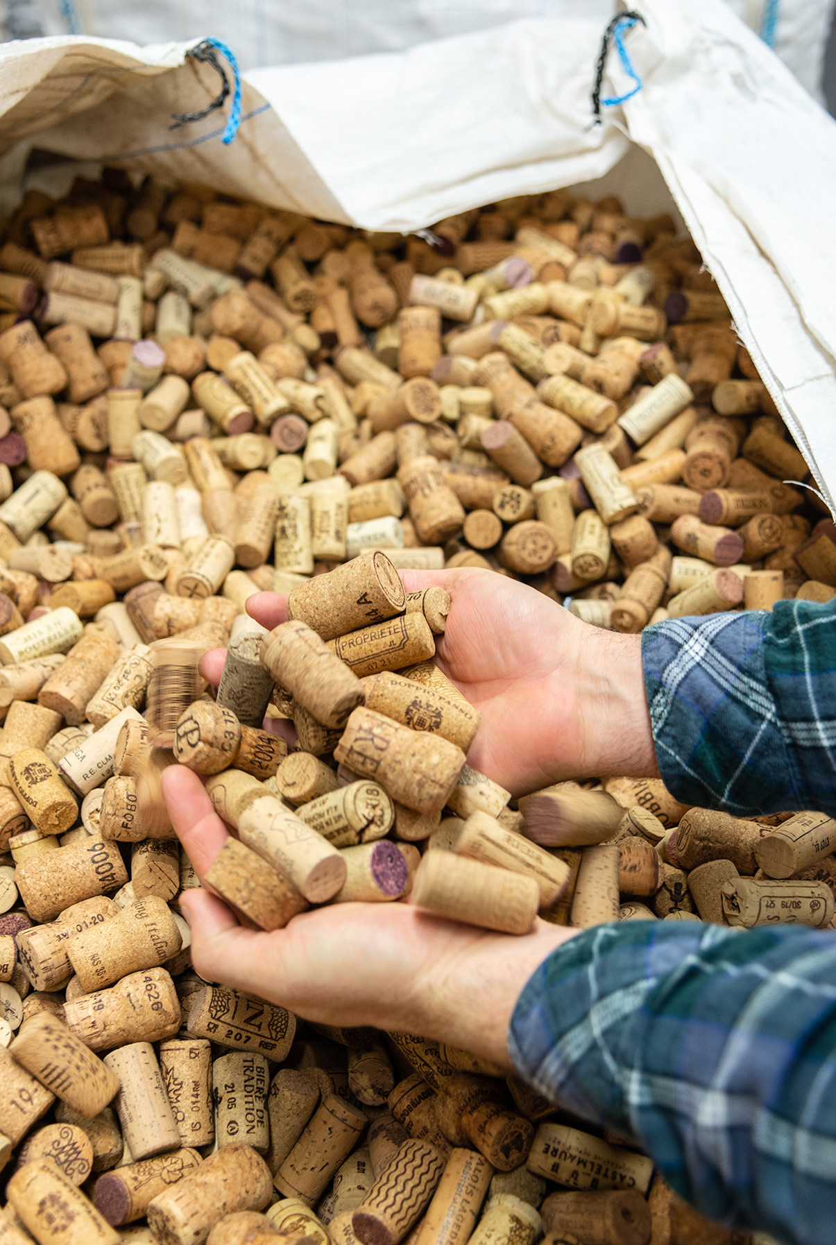 Gereinigte Korken vor der Zuführung zum Mahlwerk